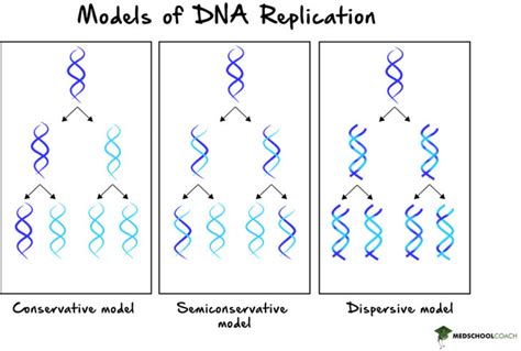 semi conservative simple definition biology.